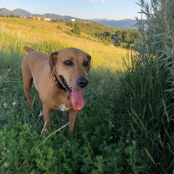 Meet your Posher, Tasha - Picture 3 of 8